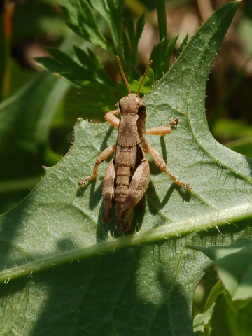 Pezotettix giornae